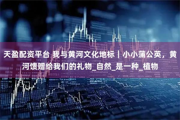 天盈配资平台 我与黄河文化地标｜小小蒲公英，黄河馈赠给我们的礼物_自然_是一种_植物